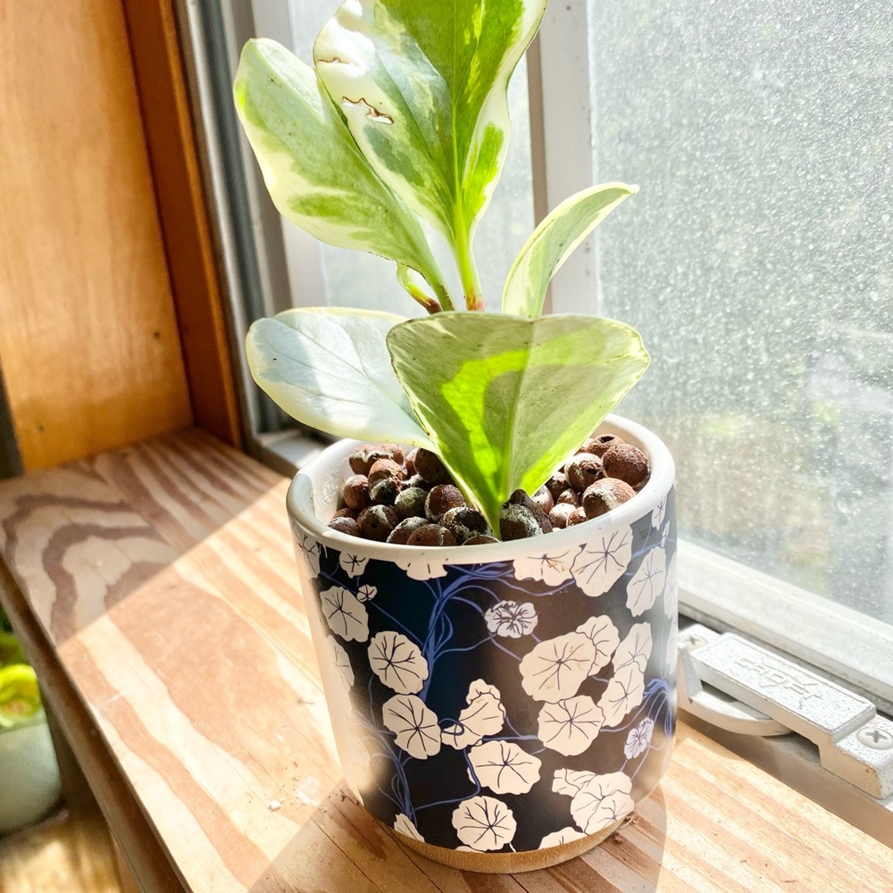 Variegated Pepperomia in LECA & Pot